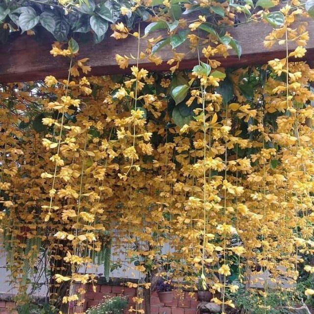 Chậu hoa leo Hoàng Dương vàng