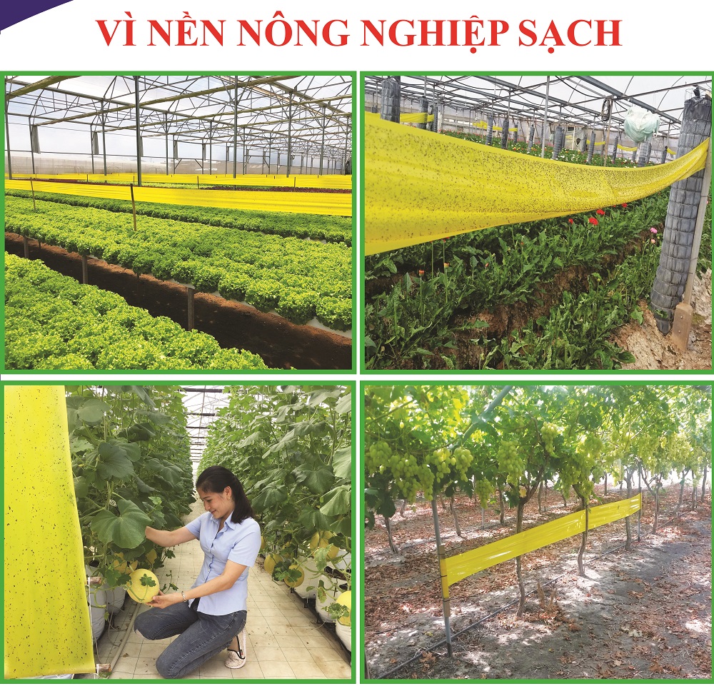 Miếng dính vàng Israel để Bẫy Côn Trùng gây hại vườn rau sạch như bẫy ruồi, bọ phần, ốc sên, bướm ...