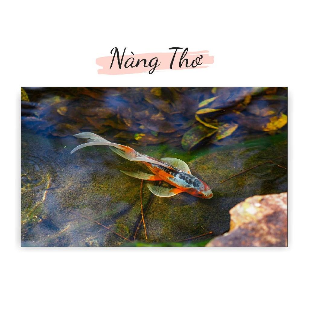 TRANH DECAL HÌNH CÁ KOI 3D DÁN HỒ CÁ NHIỀU KÍCH THƯỚC _THIẾT KẾ NÀNG THƠ