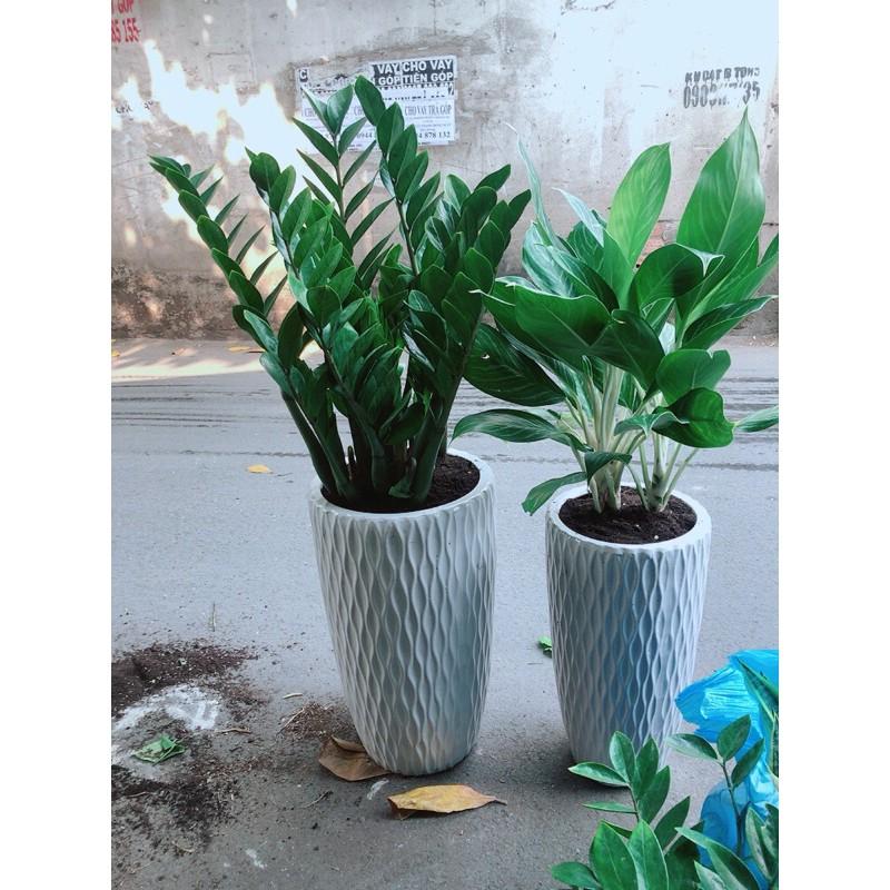 Combo 2 chậu cây cảnh