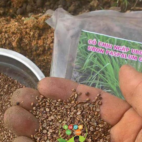 Hạt giống cỏ Ubon Paspalum - Cỏ xả chịu ngập - gói 1kg