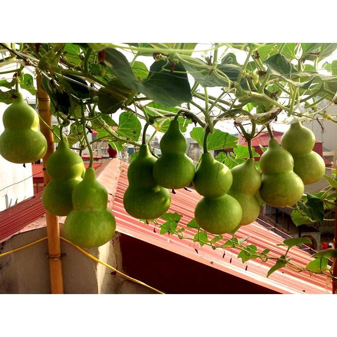 Hạt Giống Bầu Hồ Lô