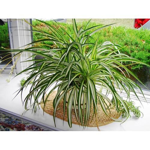 CHẬU CÂY CẢNH LAN CHI ĐẸP NHÀ, VƯỢNG KHÍ CHO GIA CHỦ - NCCGCCLCG