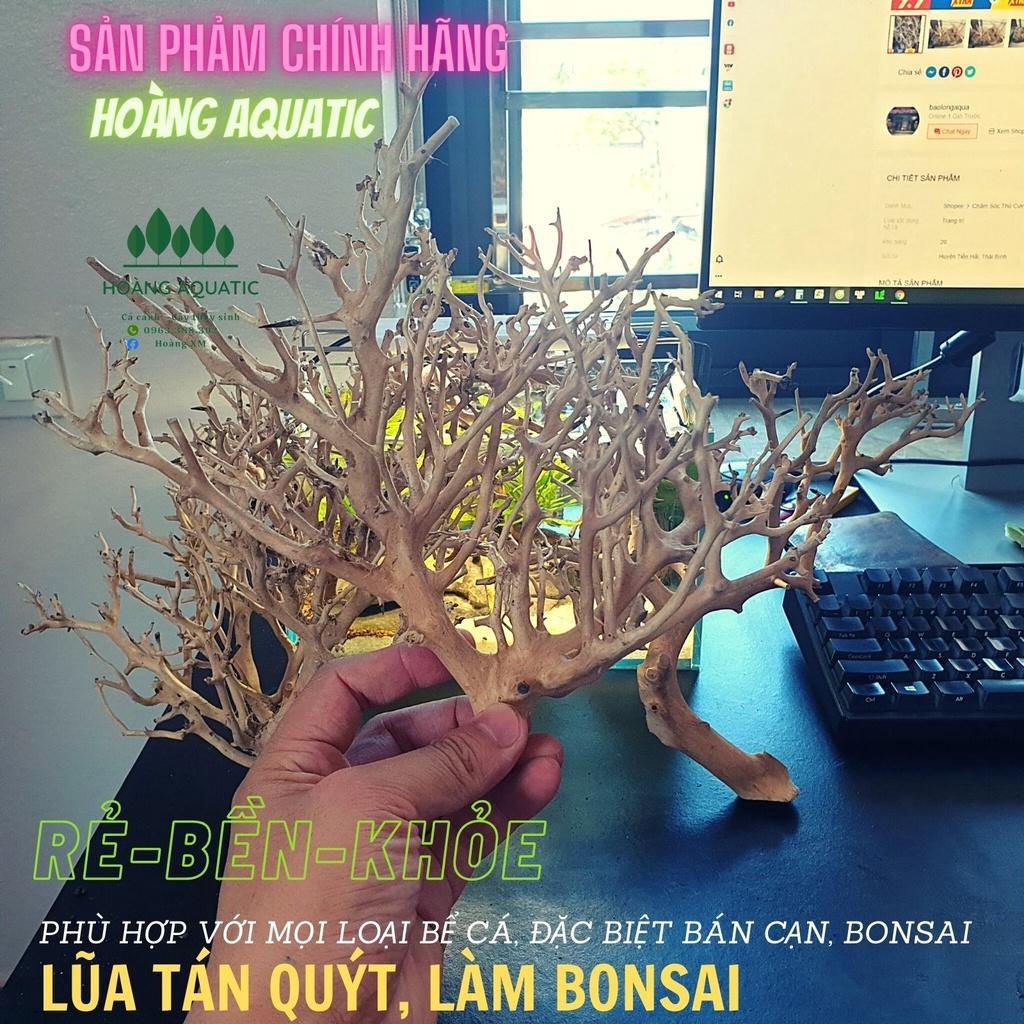 LŨA XƯƠNG CHÙM, TÁN QUÝT, TÁN ĐẸP, DÙNG SETUP TÁN CÂY BONSAI, HỒ CÁ THUỶ SINH