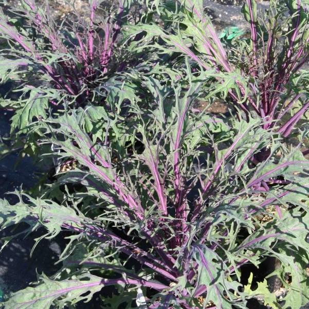 Hạt giống cải canh đuôi phụng đỏ - 20gr/gói