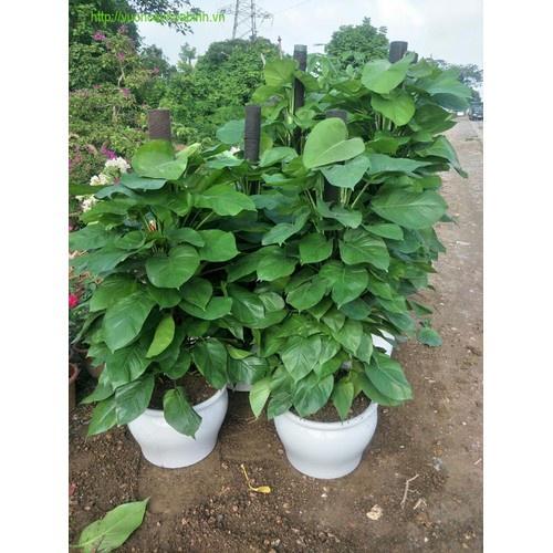CHẬU CÂY TRẦU BÀ LEO CỘT SIÊU ĐẸP