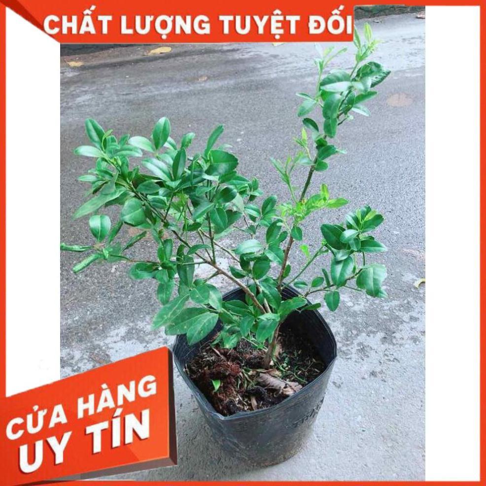 Cây Chanh Kép Cho Nhiều Trái Nhiều Người Mua