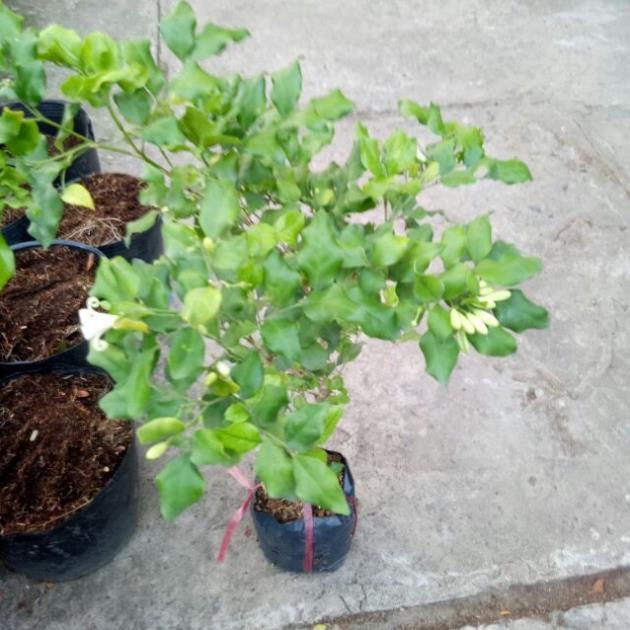 COMBO 03 CÂY NGUYỆT QUẾ CÂY - CÂY BONSAI - CÂY GIỐNG NGUYÊN BẦU TO KHỎE