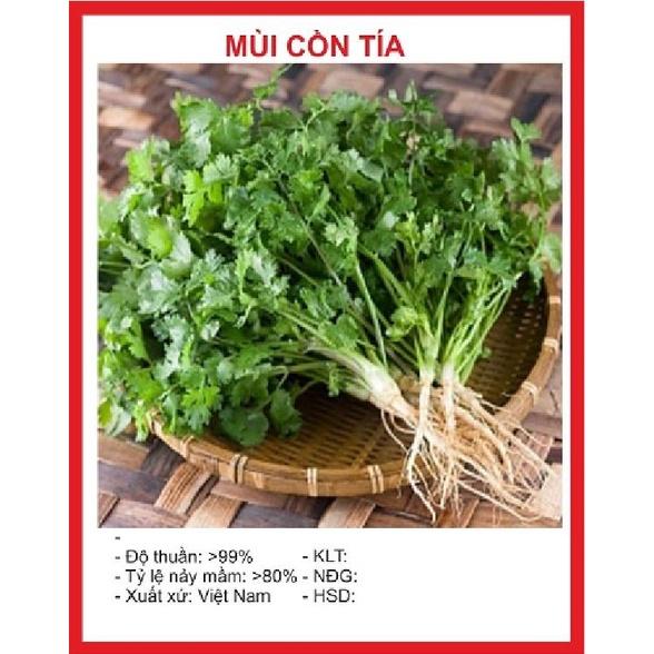 Hạt Giống Ngò Bạc Liêu (Mùi ta) - Gói 1Kg