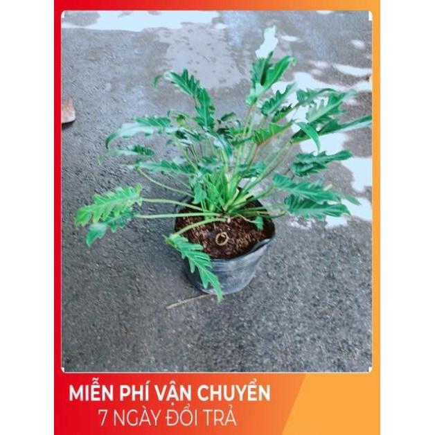 Trầu Bà Chân Vịt