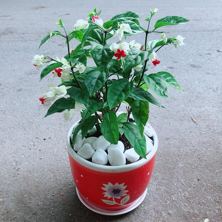 Chậu Cây Ngọc Nữ
