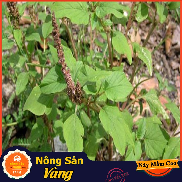 Hạt giống Rau Dền Cơm - Nông Sản Vàng