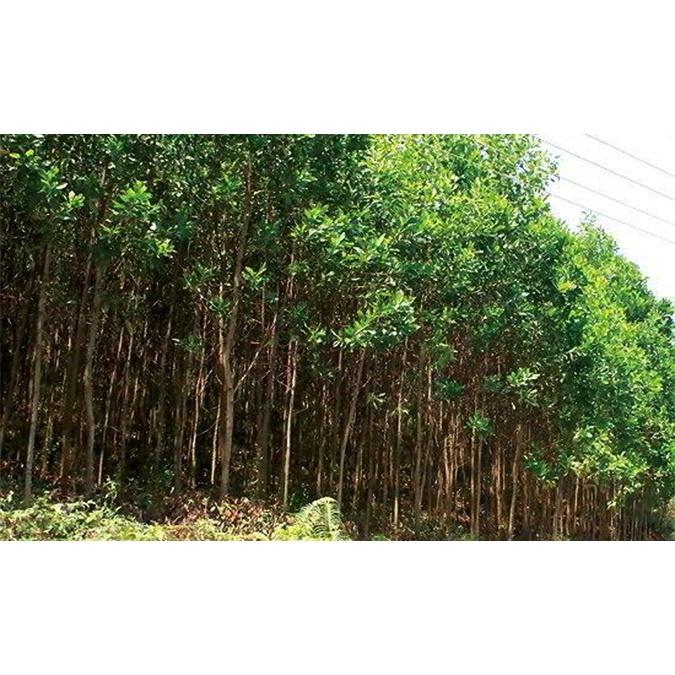 Cây giống Keo Lai
