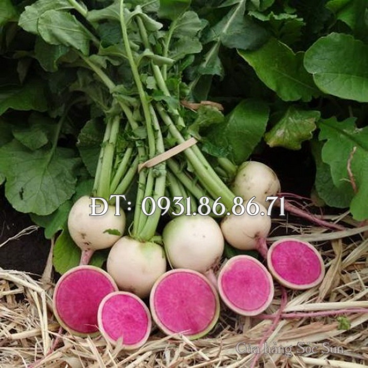 Hạt giống củ cải ruột đỏ – Bịch 10 hạt – Mã số 1097