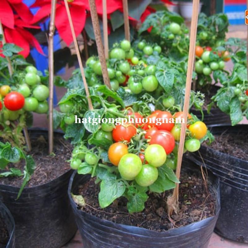 20H - HẠT GIỐNG CÀ CHUA BI ĐỎ LÙN