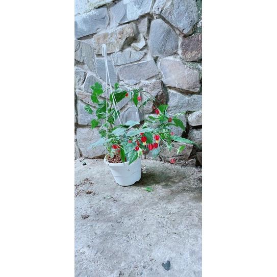 Chậu Hoa Lồng Đèn