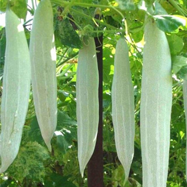 Hạt Giống Khổ Qua Tây, Khổ Qua Trắng, Lặc Lầy