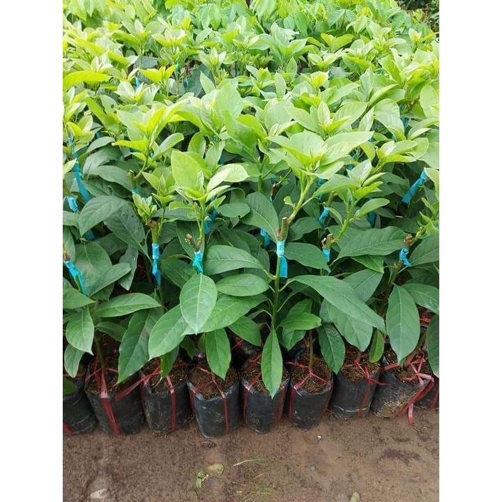 Cây Giống Bơ Tứ Quý Cho Trái Siêu Sớm Chuẩn Giống