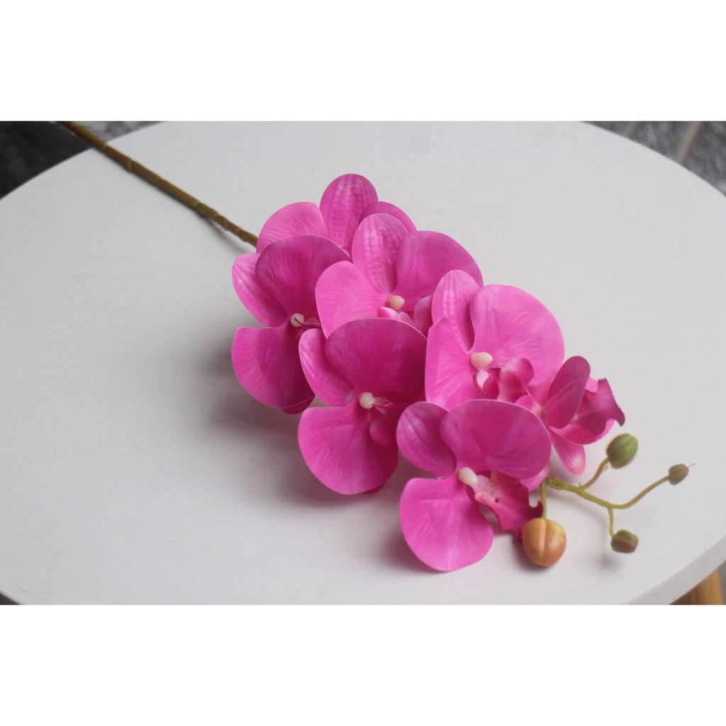 Cành lan cao su hồ điệp loại 7 bông