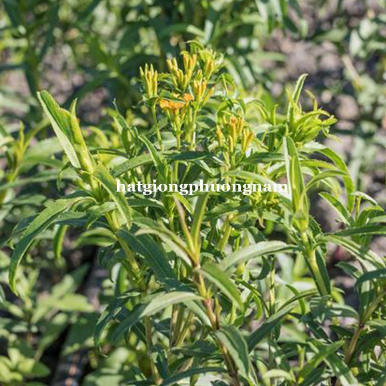 50H - HẠT GIỐNG BẠC HÀ MEXICO