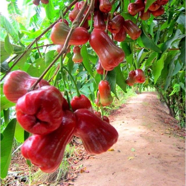 Cây giống roi đỏ Thái Lan ( mận đỏ An Phước) không hạt.