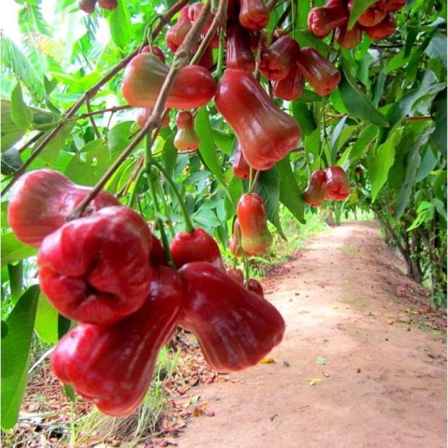 Cây giống roi đỏ Thái Lan không hạt.