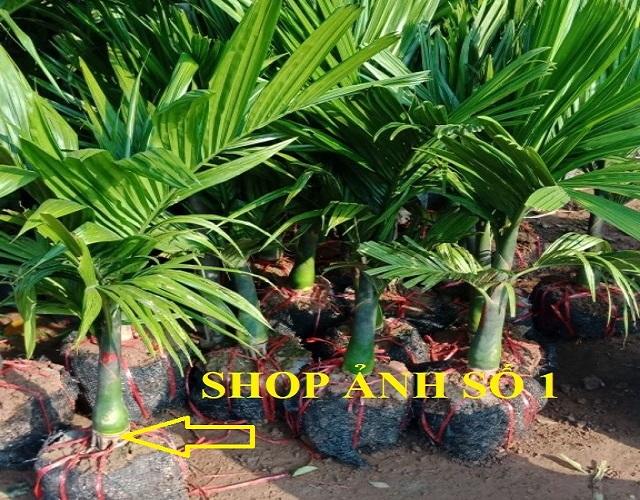 Combo 2 cây CAU LÙN chuẩn giống cam kết chất lượng