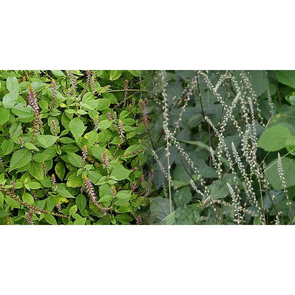 Cây cỏ xước -1kg cây tươi sạch