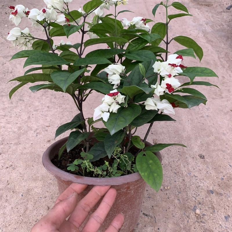 Cây ngọc nữ trồng chậu nhựa cao 25-30cm, cây hoa nở quanh năm, phát triển cực tốt, trồng trang trí sân vườn và ban công
