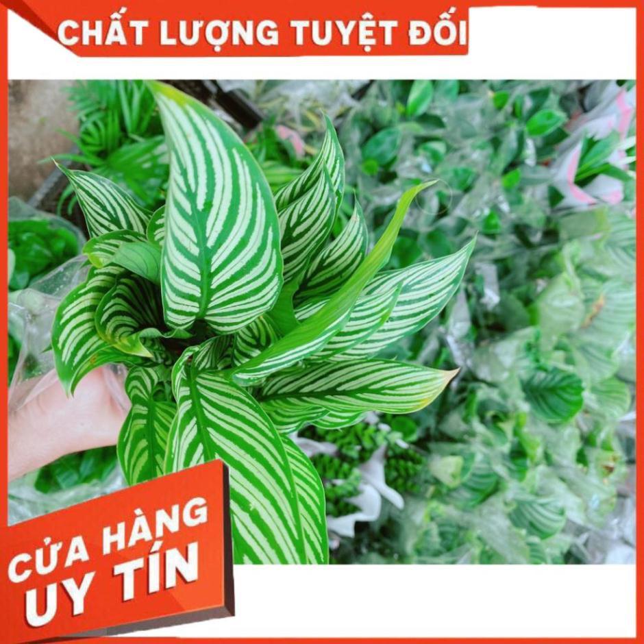 Đuôi Công Xanh Sọc Trắng Lá Nhỏ