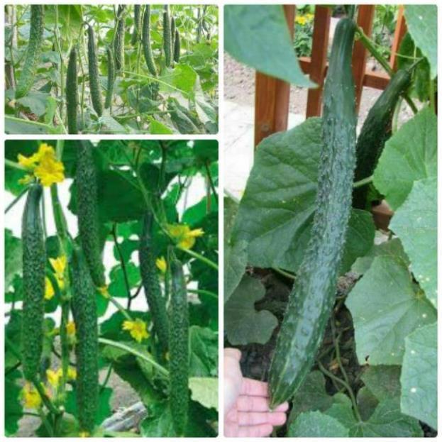 HẠT GIỐNG DƯA CHUỘT NHẬT CHỊU NHIỆT CHOKA F1+ Tặng 500g phân thỏ hữu cơ