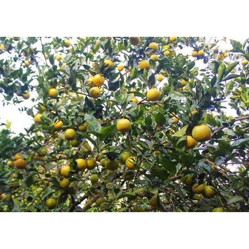 CÂY GIỐNG CAM VINH SIÊU NGON SIÊU QUẢ- CAM KÊT GIỐNG CHUẨN F1 - CGCVSNSQ