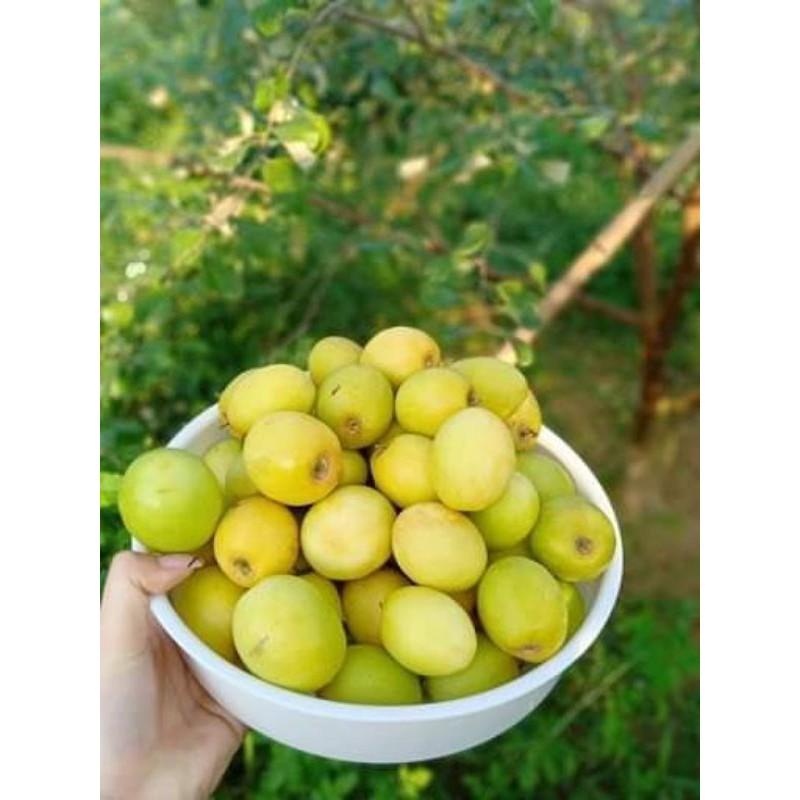 Cây giống táo đào vàng