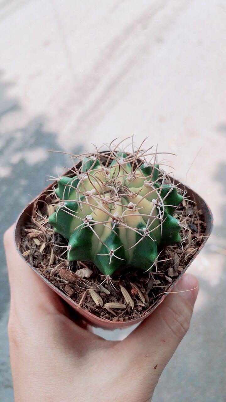 Xương Rồng Hàng Đẹp