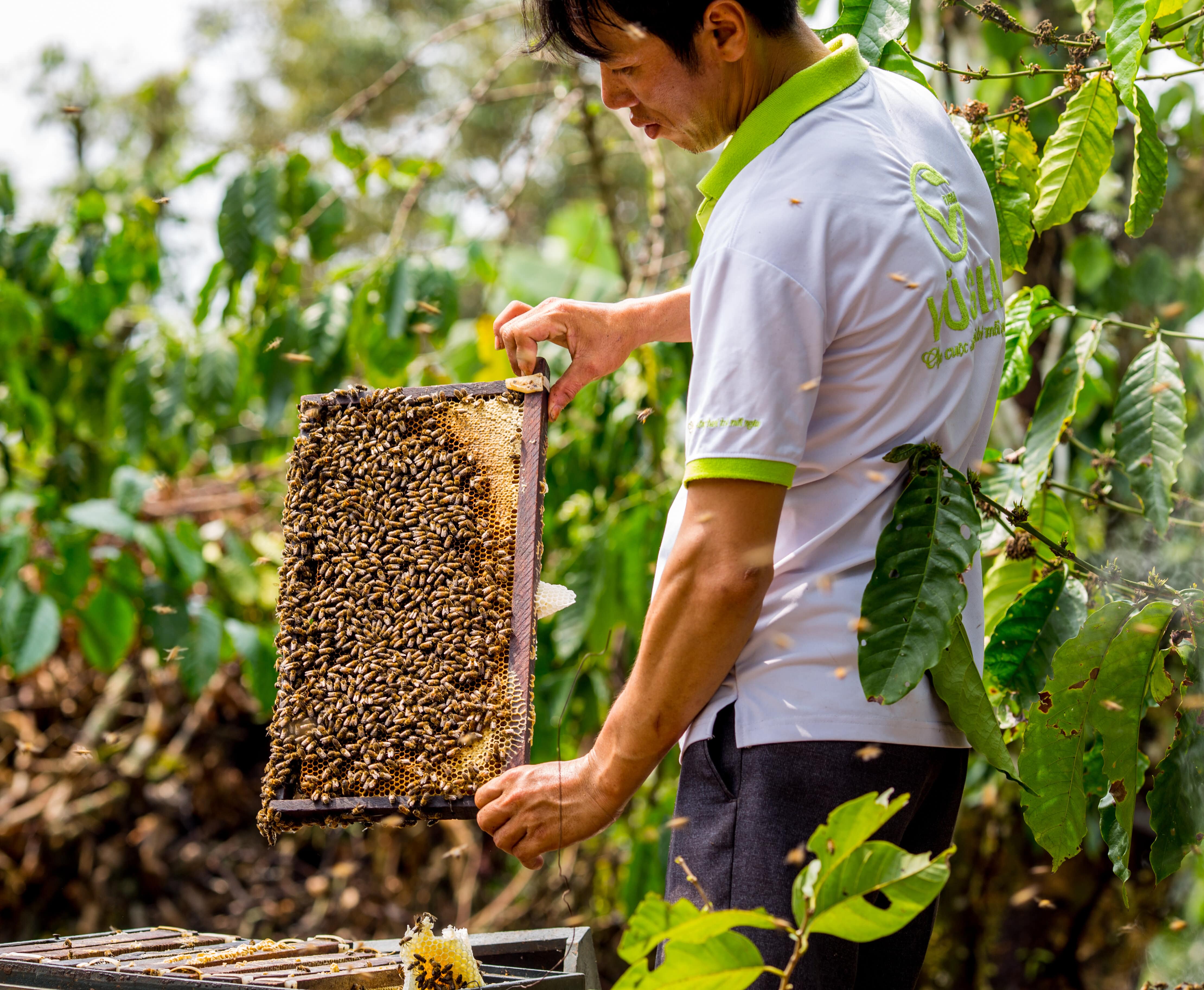 Mật Ong Hoa Nhãn Nguyên Chất Vũ Gia