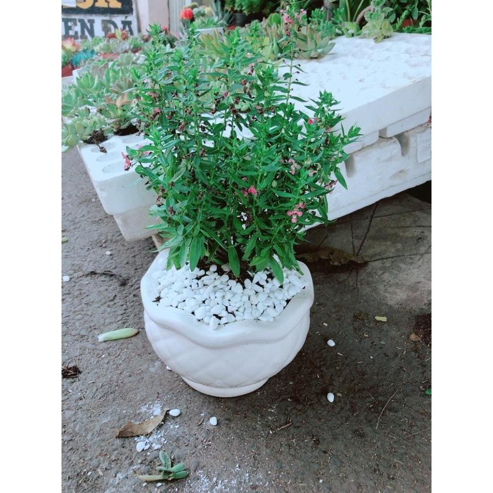Chậu cây hoa lưu ly Bán Chạy