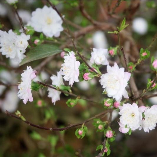 Mai Trắng Hoa Siêu Đẹp (Nhất Chi Mai) Đã Hoa sp