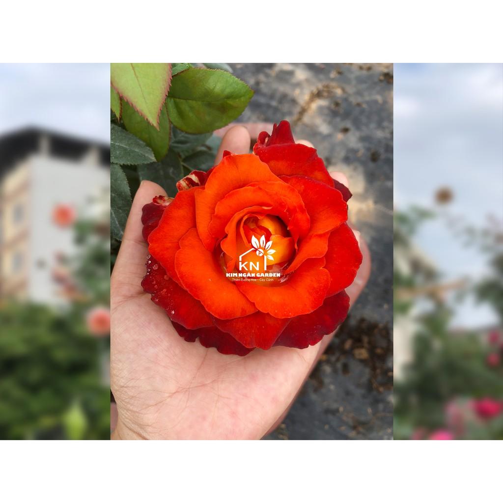 Hoa hồng Coffee break - cây hoa hồng đẹp nguyên bản
