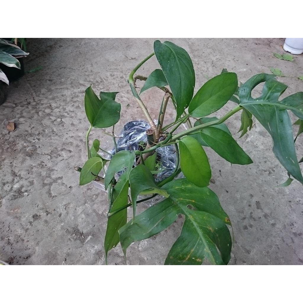 Cây Trầu Bà Lá Khía - cây cảnh để bàn + tặng phân bón cho cây mau lớn