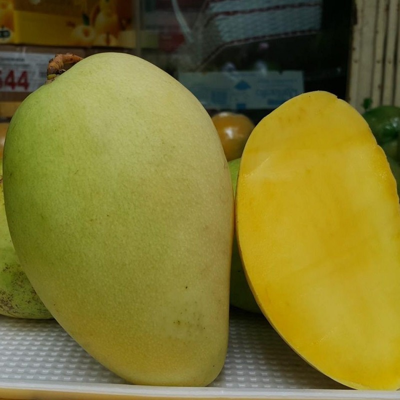 Cây giống Xoài Vàng Tứ Quý