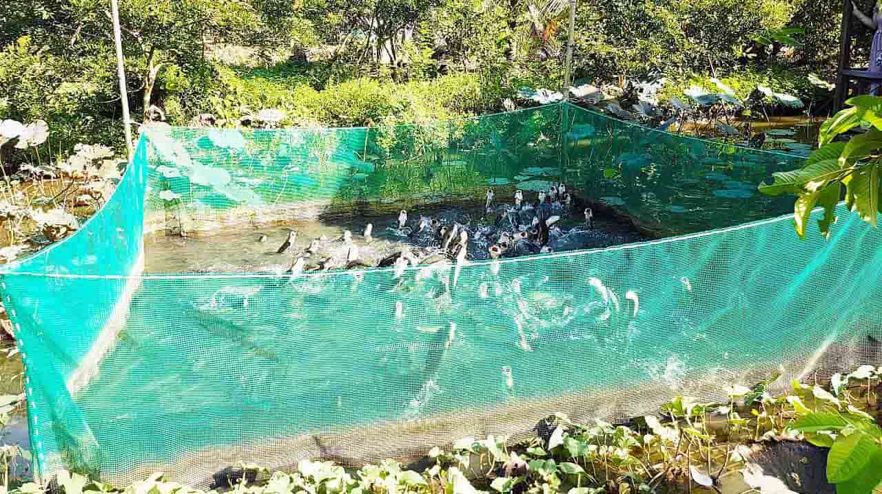 Tour Cồn Sơn Cần Thơ nửa ngày – Khám phá “hòn ngọc” Tây Đô