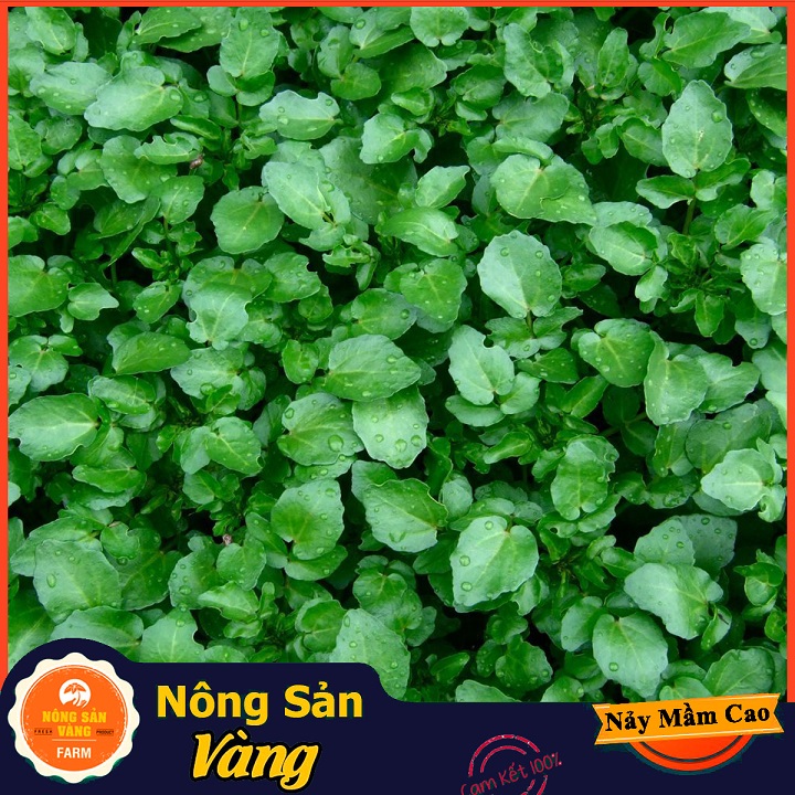 Hạt giống Xà Lách Xoong ( Gói 0,5 Gram ) - Nông Sản Vàng