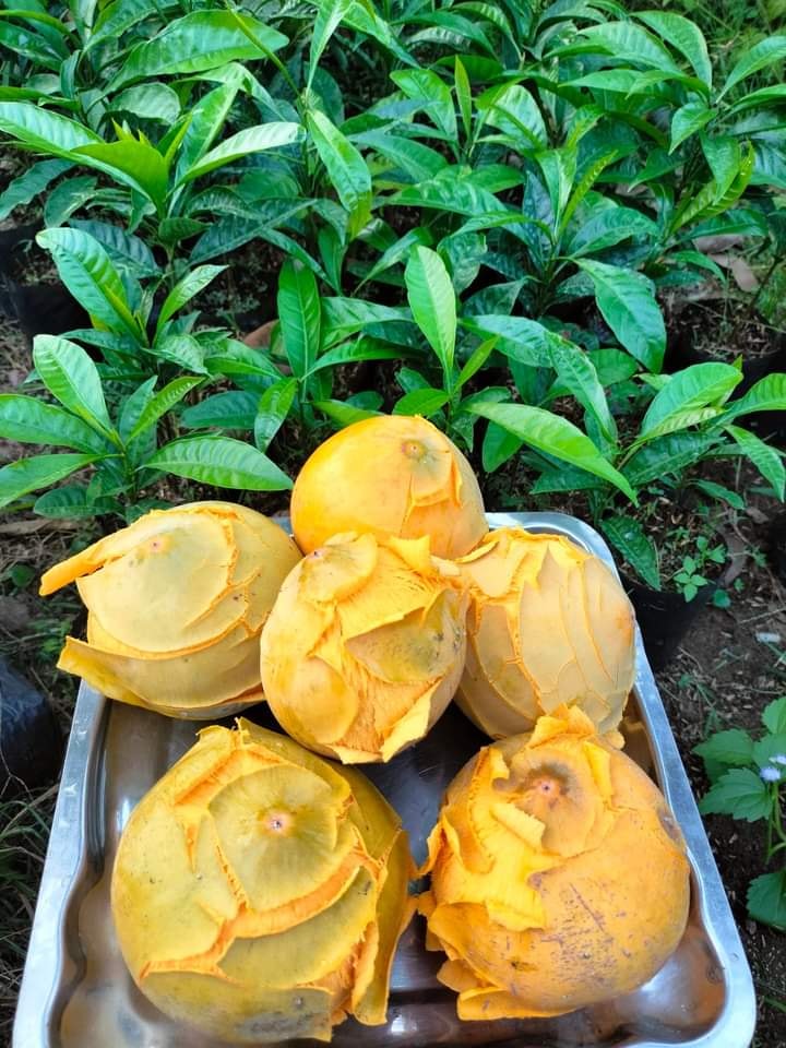 Cây giống trứng gà