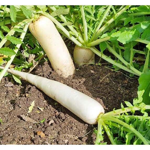 Hạt giống Củ Cải Trắng, đóng gói 20gr , dễ trồng, năng suất cao