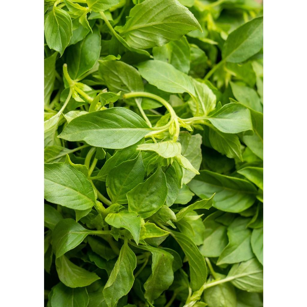 Hạt Giống Rau Húng Thơm -Dễ Trồng, Ăn Ngon