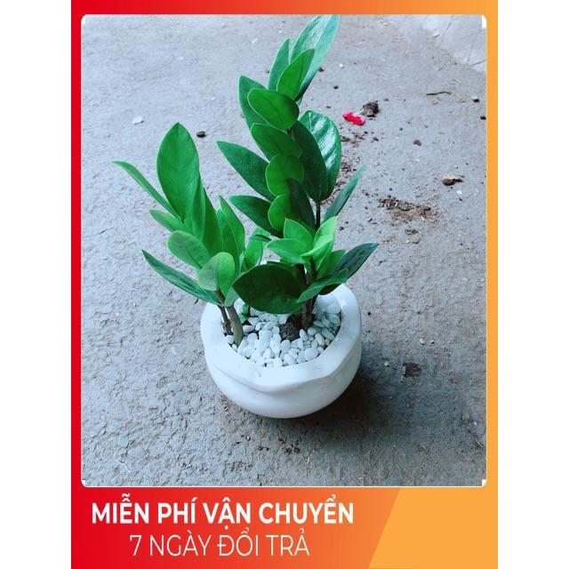 Chậu Kim Tiền Thái