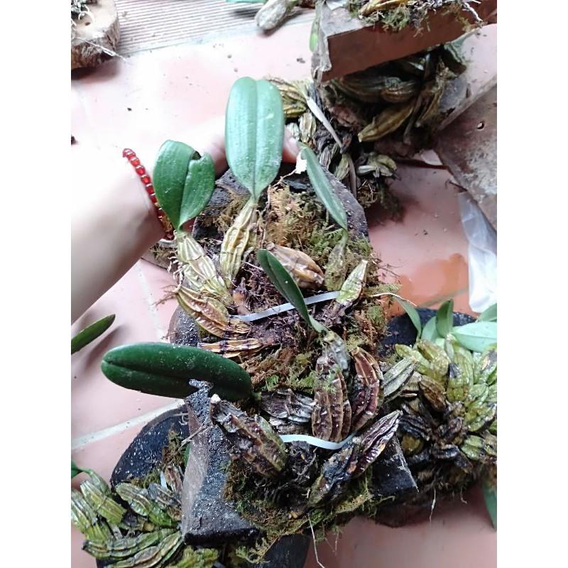 Hoa phong lan vảy rồng