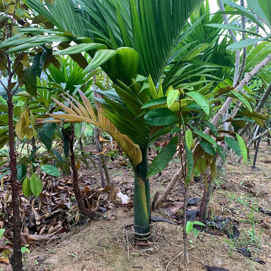 Cây Cau Lùn, Cau Làm Cảnh, Ăn Quả - Cây cao 1m