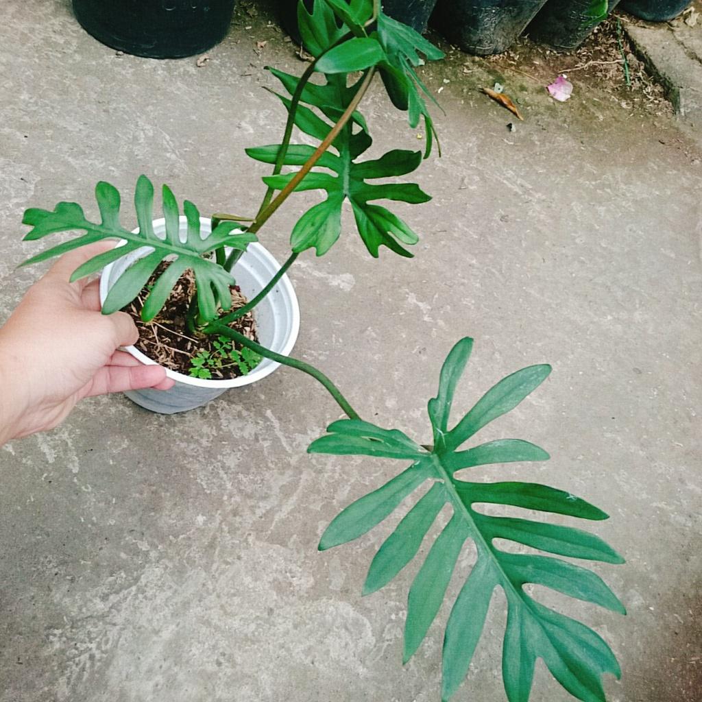 Cây Trầu Bà Mayoi - Philodendron Mayoi - cây cảnh trong nhà trang trí nội thất