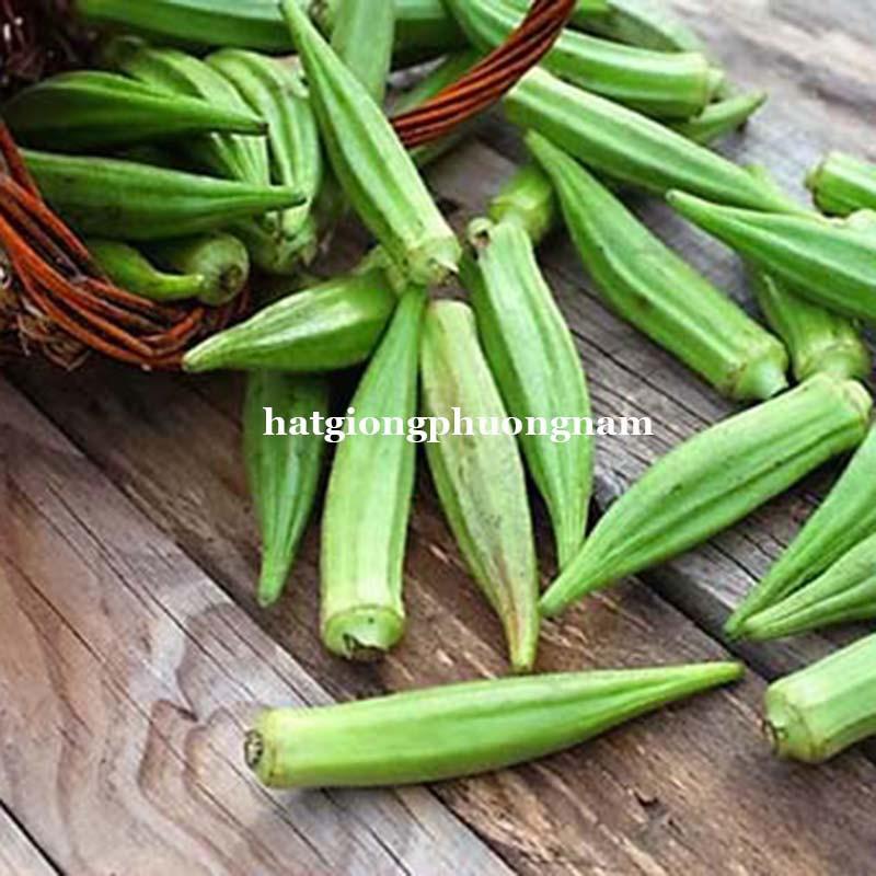 20GR - HẠT GIỐNG ĐẬU BẮP
